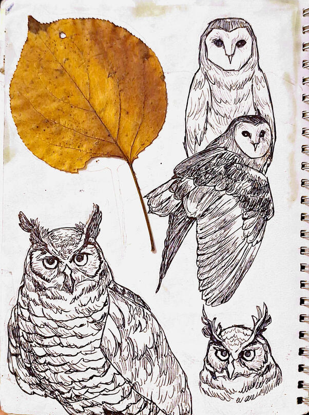 Owl sketches